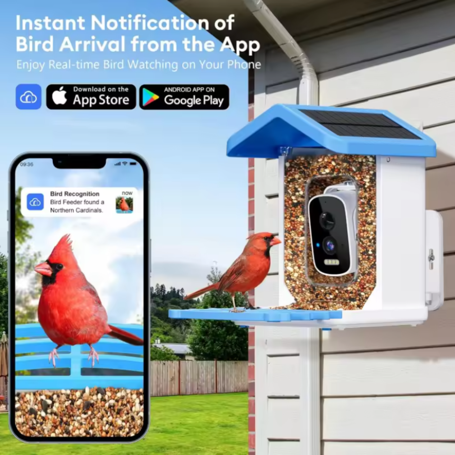 Solar-Powered Bird Feeder Camera with AI Species Detection
