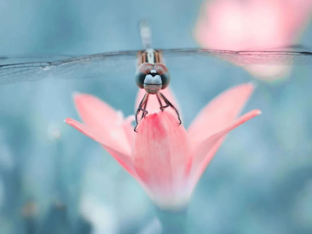 Smartphone Macro Lens with Clip-On 17mm Mount