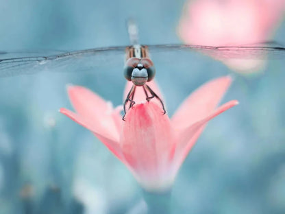 Smartphone Macro Lens with Clip-On 17mm Mount