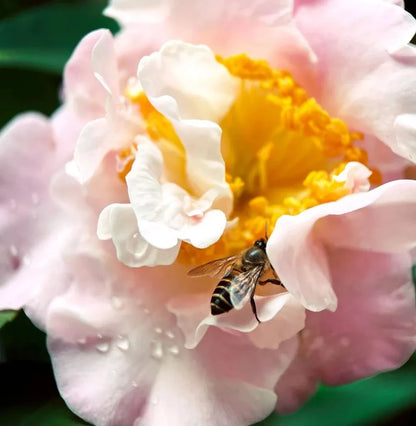 Smartphone Macro Lens with Clip-On 17mm Mount