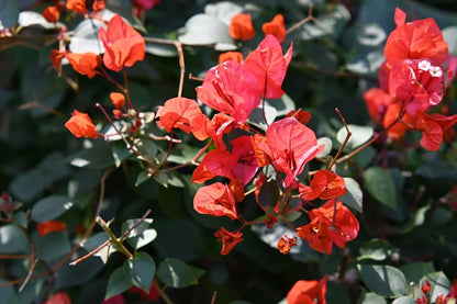 50mm f/1.8 Auto Focus STM Lens for Sony E
