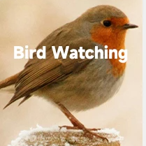 Waterproof 8x32 Compact Binoculars for Hiking and Outdoor Viewing